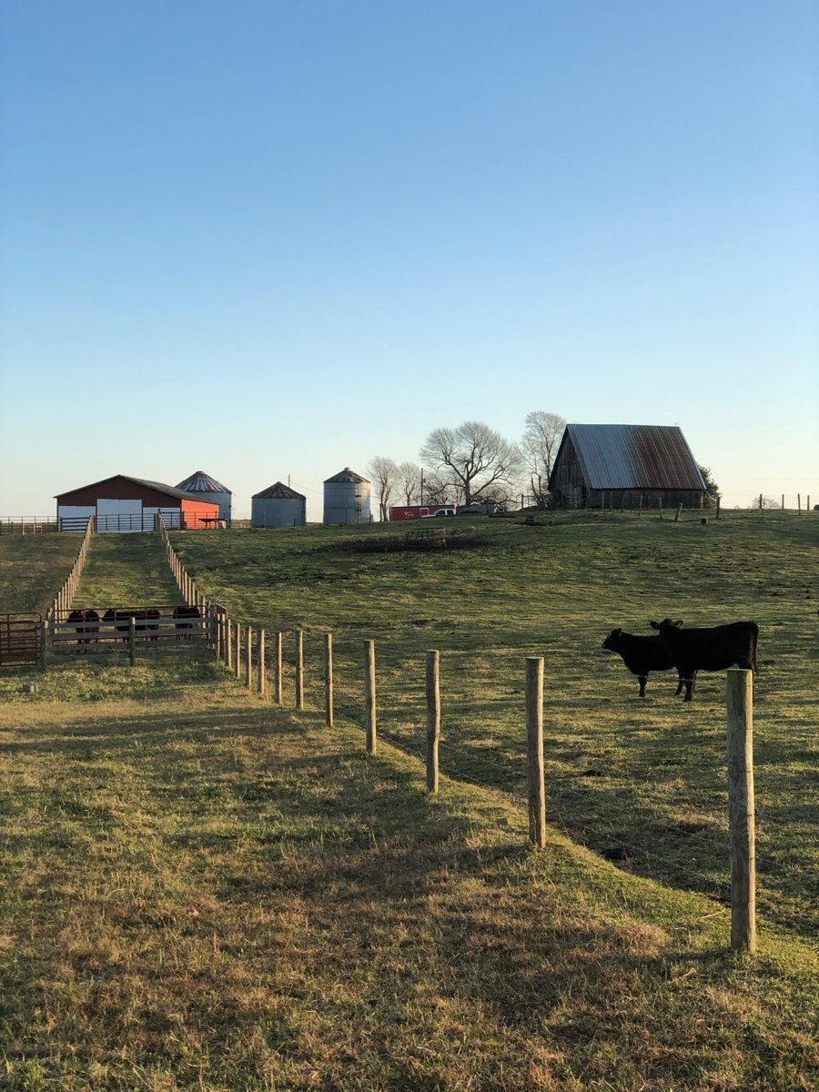 The Cottrell farm barn and grain bins on a hilltop with cattle grazing in the foreground