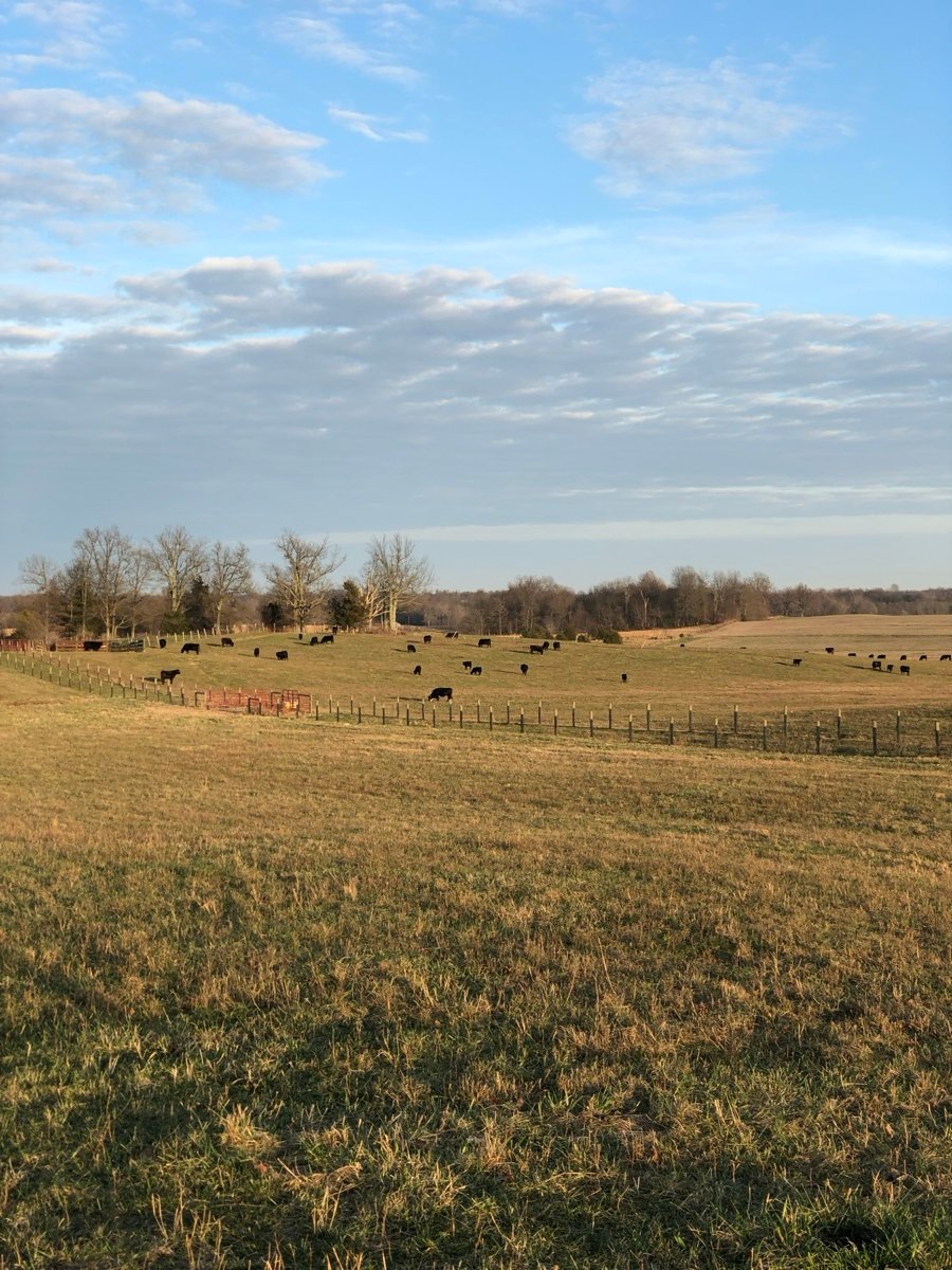 Cattle grazing along a fence line across the Cottrell family pasture in Sonora, Kentucky